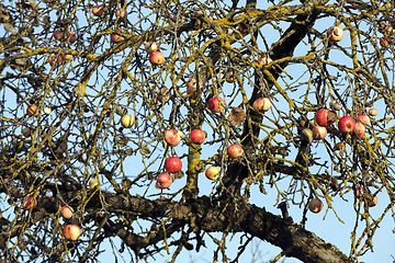 Image showing red apples