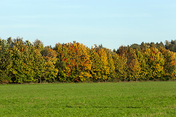 Image showing forest maples