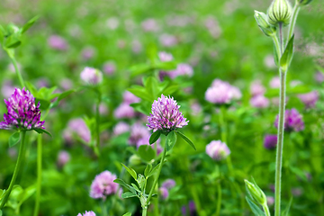 Image showing clovers grow