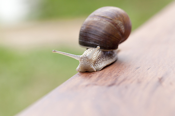 Image showing grape snail