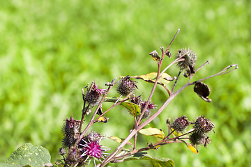 Image showing dry old thistle