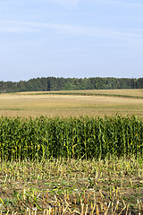 Image showing summer landscape