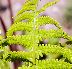 Image showing green leaf