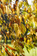 Image showing orange foliage