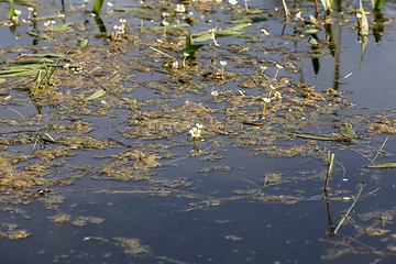 Image showing white flowers