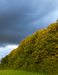 Image showing autumn trees