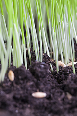 Image showing green high wheat