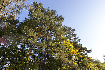 Image showing tops of trees