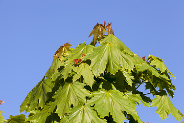 Image showing top of maple