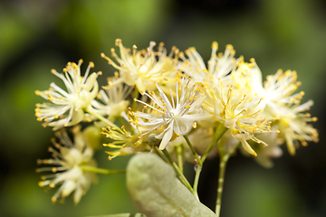 Image showing beautiful linden flowers