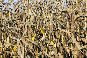 Image showing the agricultural field