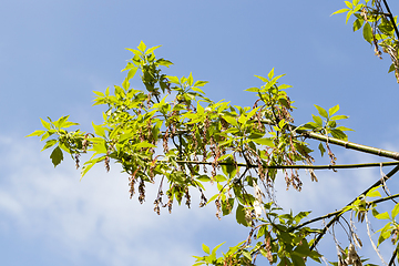 Image showing flowering ash