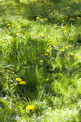 Image showing green lush grass