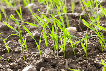 Image showing wheat green sprouts