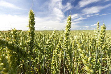 Image showing green wheat ears