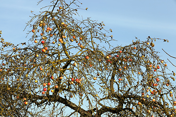 Image showing red apples