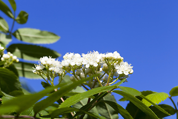 Image showing green foliage