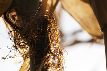 Image showing cob of corn