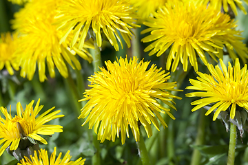 Image showing details of dandelions