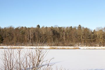 Image showing Winter forest, close-up