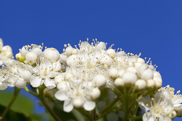 Image showing white small flowers