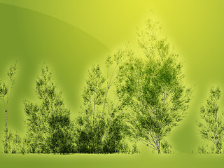 Image showing Birch trees illustration
