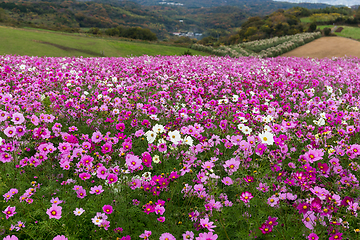 Image showing Cosmos garden in autumn