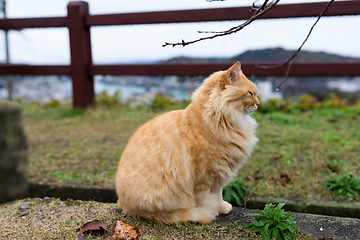 Image showing Street cat in park