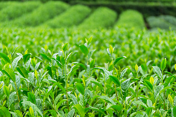 Image showing Fresh green Tea plantation