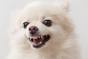 Image showing Pomeranian getting angry