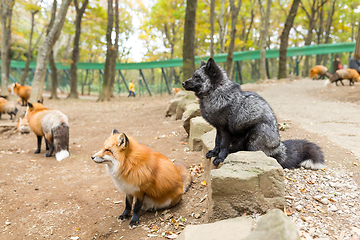 Image showing Group of fox looking for food