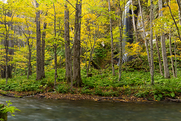 Image showing Oirase Gorge Stream in Autumn