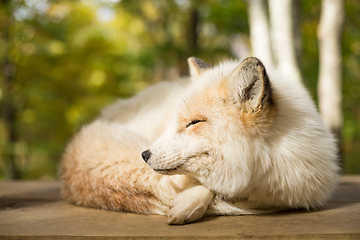 Image showing Fox sleeping