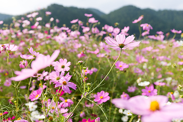 Image showing Pink and red cosmos flowers garden