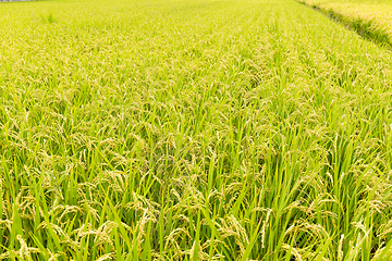 Image showing Rice meadow