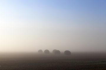 Image showing stacks of straw