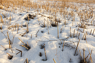 Image showing field covered with snow