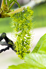 Image showing green blossoming tree