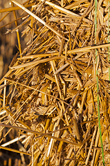 Image showing straw after harvest