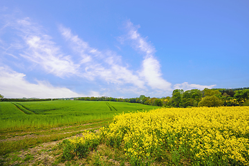 Image showing Countryside landscape with yellow canola