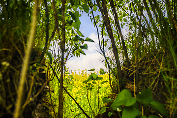 Image showing Forest vegetation with a view to a rapeseed field