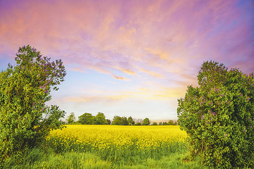Image showing Colorful landscape with canola fields