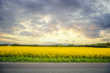 Image showing Yellow canola field in the sunset