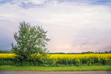 Image showing Canola field in the sunset in vibrant yellow colors