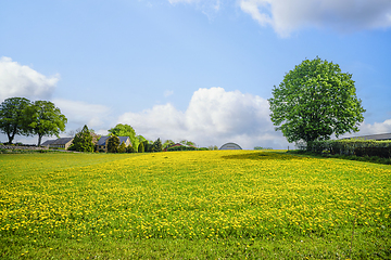 Image showing lawn filled with dandelion flowers