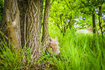 Image showing Rabbit hiding in tall green grass