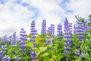 Image showing Purple lupins flowers under a blue sky