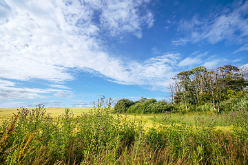 Image showing Wilderness landscape in the summer