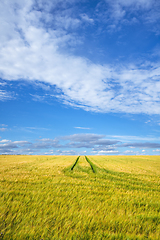 Image showing Golden wheat field with tractor tracks