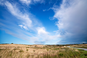 Image showing Rural landscape with wild flora on a meadow